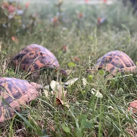 Baza - Swimming Pool *