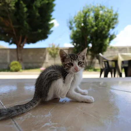 Vandrerhjem Baza - Swimming Pool Berat