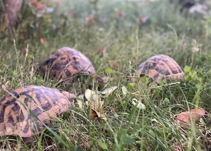 Baza - Swimming Pool *