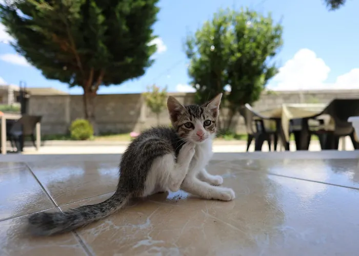 Ostello Baza - Swimming Pool Berat